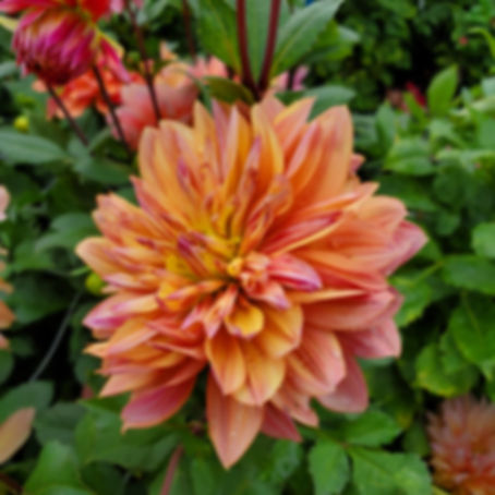 Andy's Legacy Dahlia Tuber