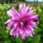 Bristol Stripe Dahlia Tuber