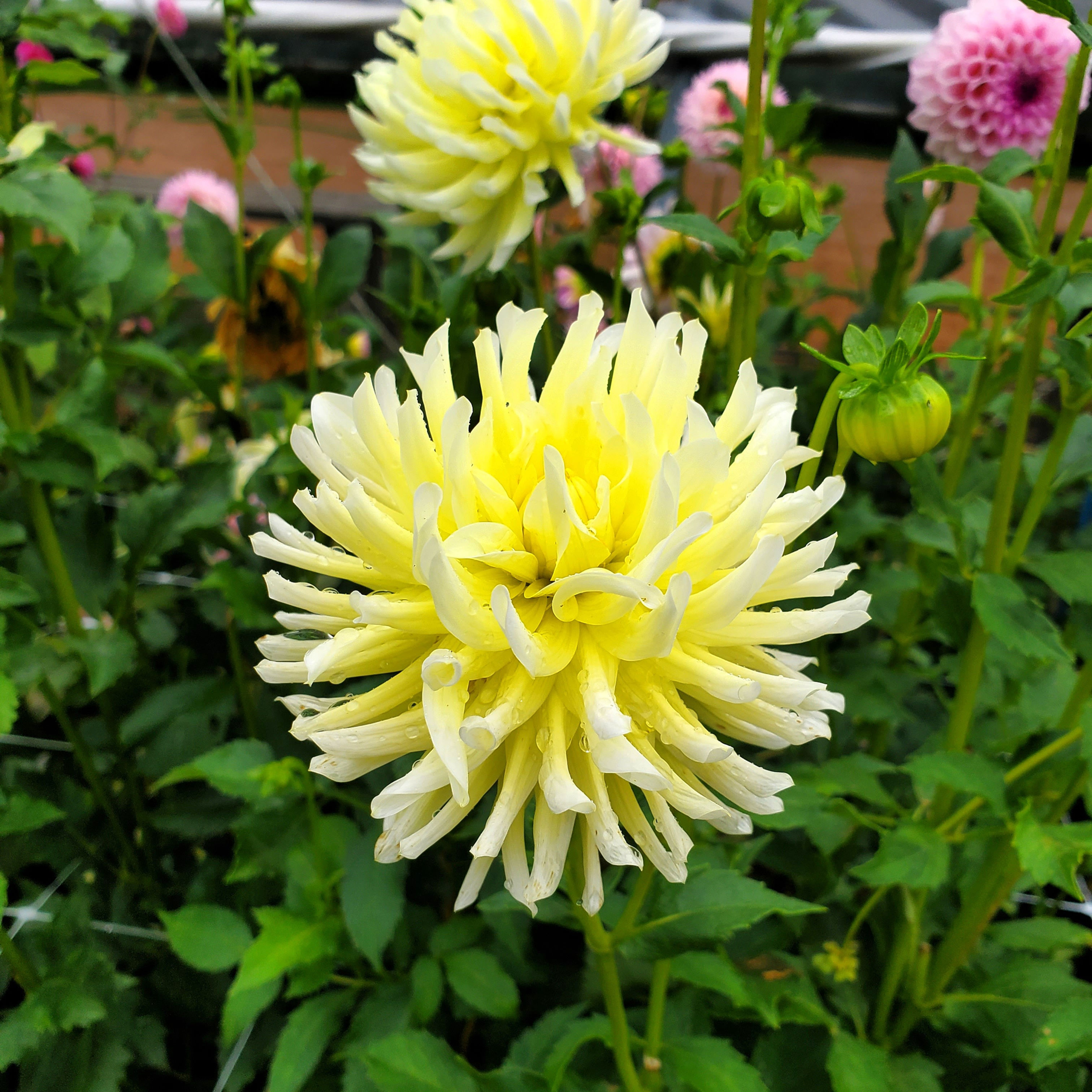 Buttermilk Dahlia Tuber