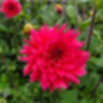 Fire Magic Dahlia Tuber