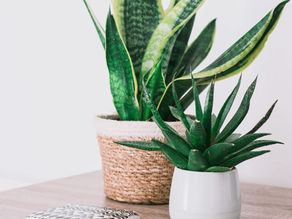 2 alo vera potted plants on a shelf