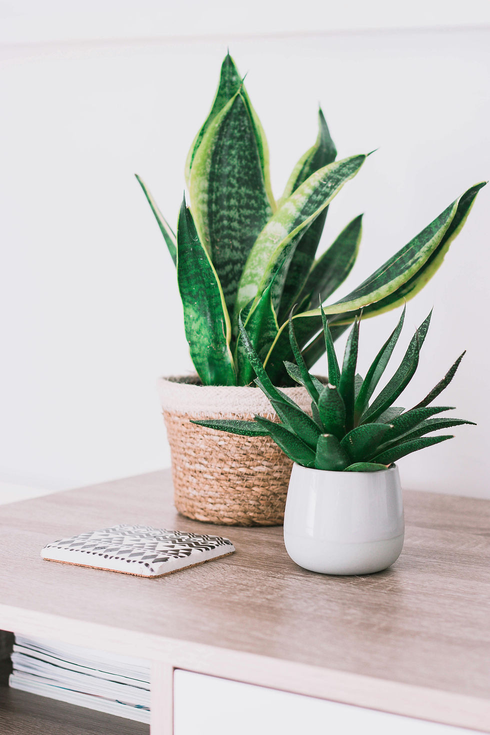Two potted plants on a wooden surface; one in a woven basket, the other in a white pot. A patterned coaster is nearby. Bright, minimalist setting.