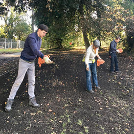 Wildflower seed sowing 2019