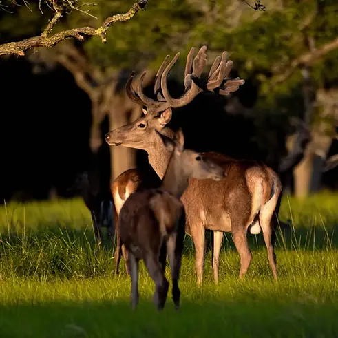redstag-1 (1).webp