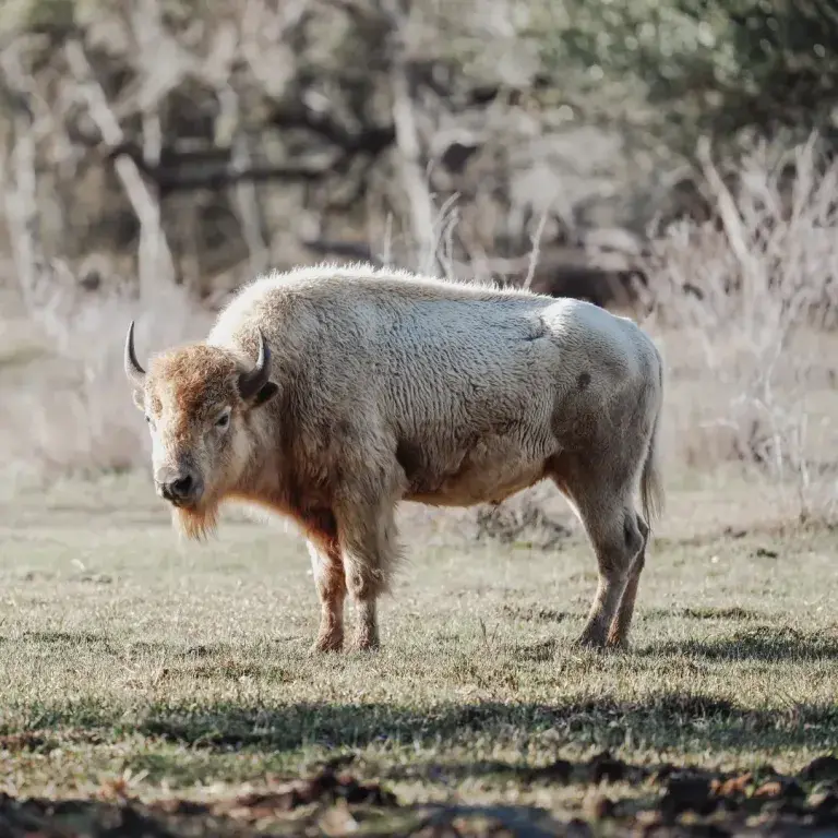 White Bison