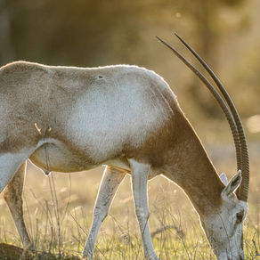 Texas Exotic Hunting Experience