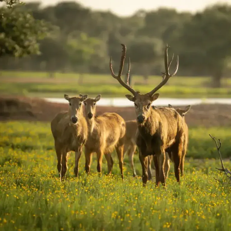 pere david deer