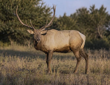 ELK