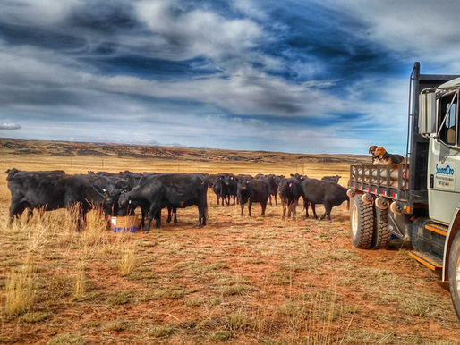 SweetPro for Drought