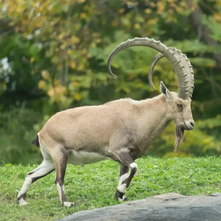 Ibex