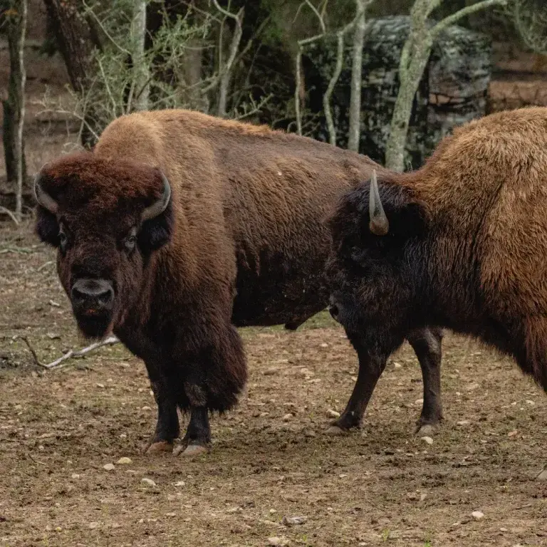 Bison