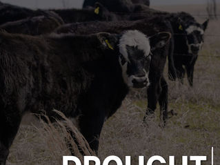 Drought Concerns This Year: Making Every Pound of Feed Count
