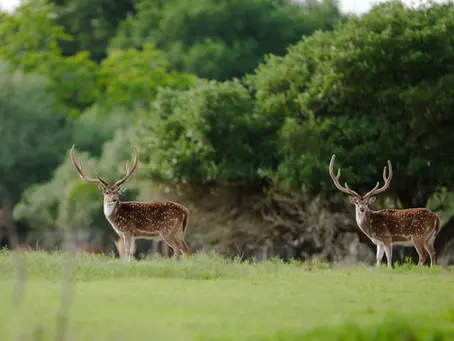 Exotic Hunting in Texas: Spring Adventures at Vara Ranch