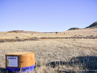 Cattle Nutrition & Fetal Development: Supporting Your Herd This Season