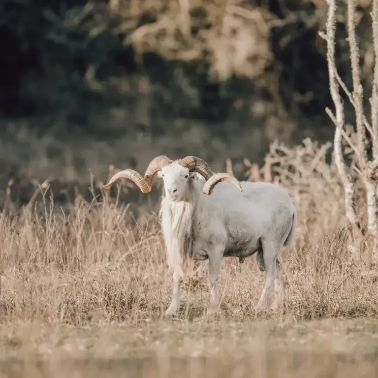 Texas Dall Sheep