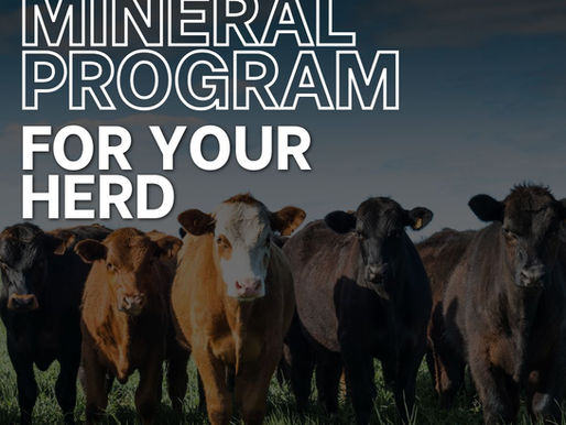 Choosing the Right Mineral Program for Your Herd