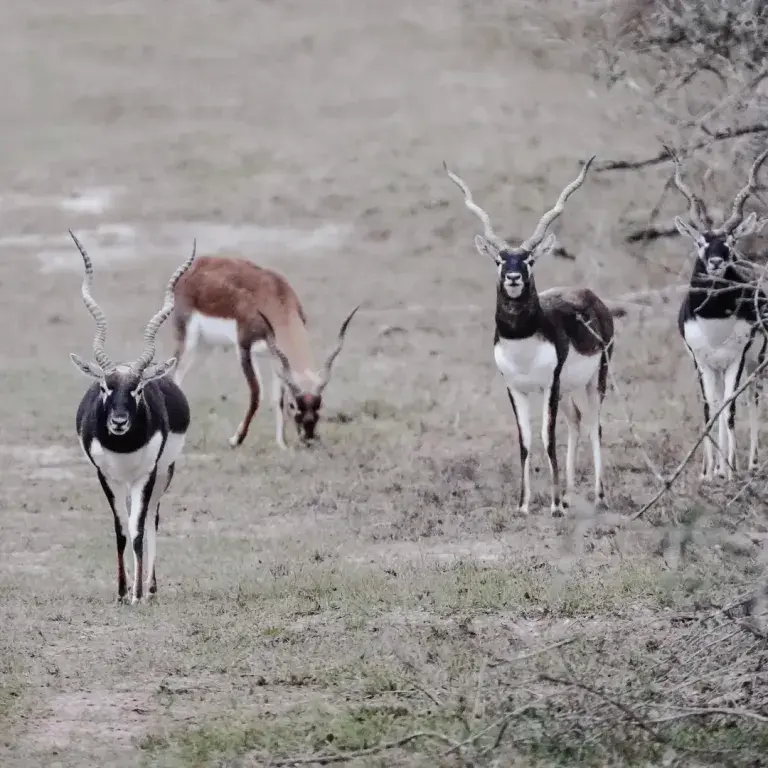Black Buck