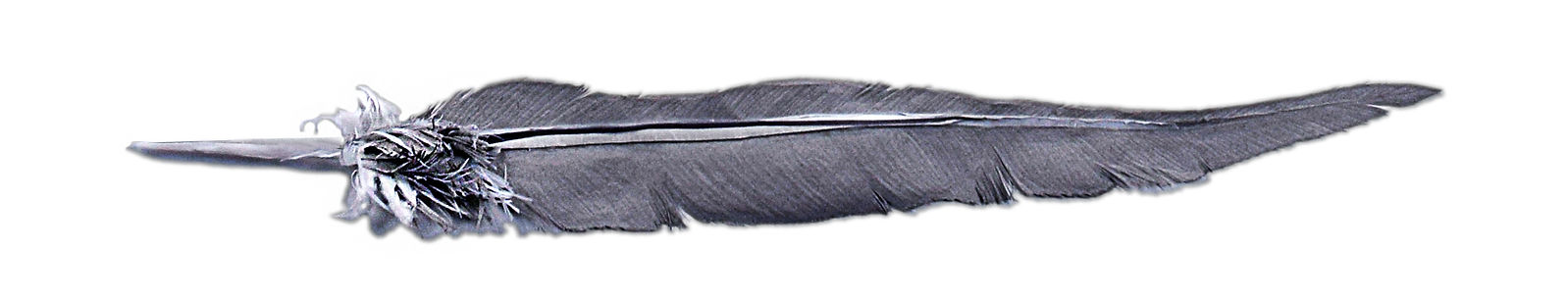 5_feather copy.jpg