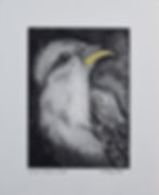 Thumbnail: Yellow-billed Cuckoo