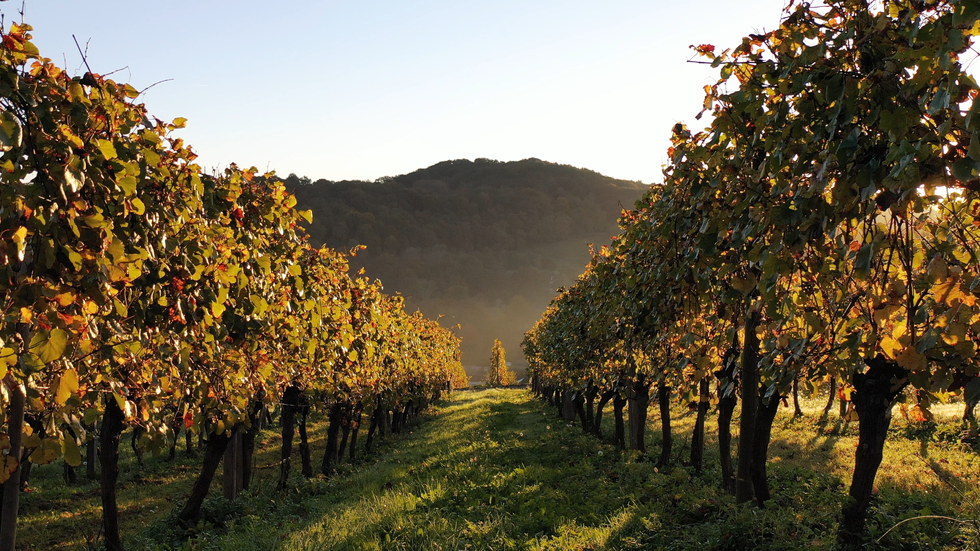 vignes-vidéaste-professionnel-nature-créateur-contenu-jurancon