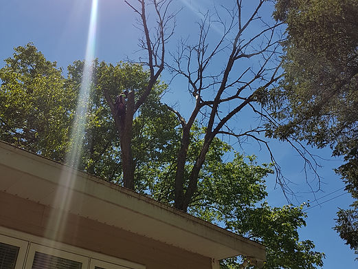 une branche suspendu dans un arbre