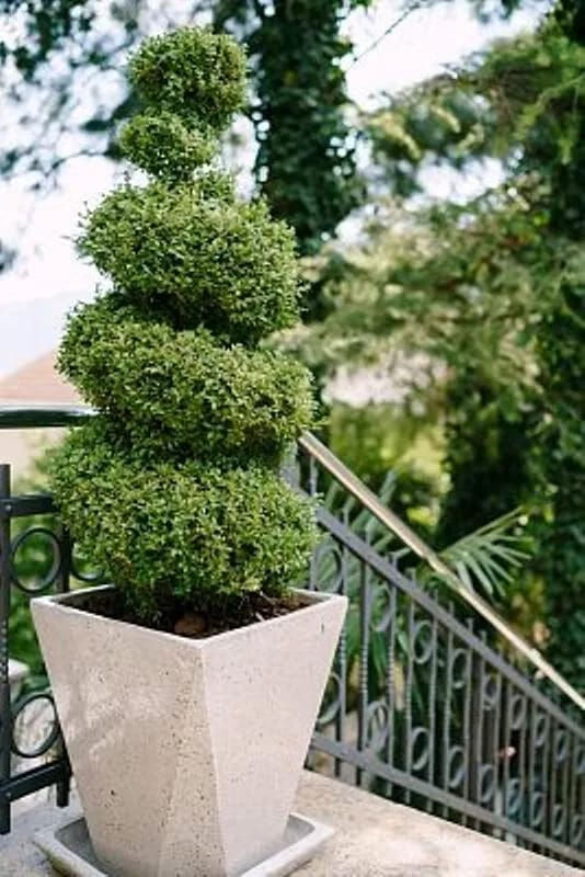 Thumbnail: Buxus Topiary Plant Spiral Box Sempervirens Evergreen Shrub Bush 5L Pot 70-80cm