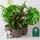 Thumbnail: Mix of 6 Real Indoor House Plants in 13cm Pots – Air-Purifying Décor