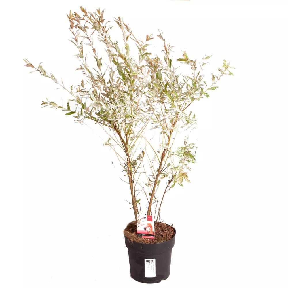 Salix 'Flamingo Bush', Established Plant in 3L Pot