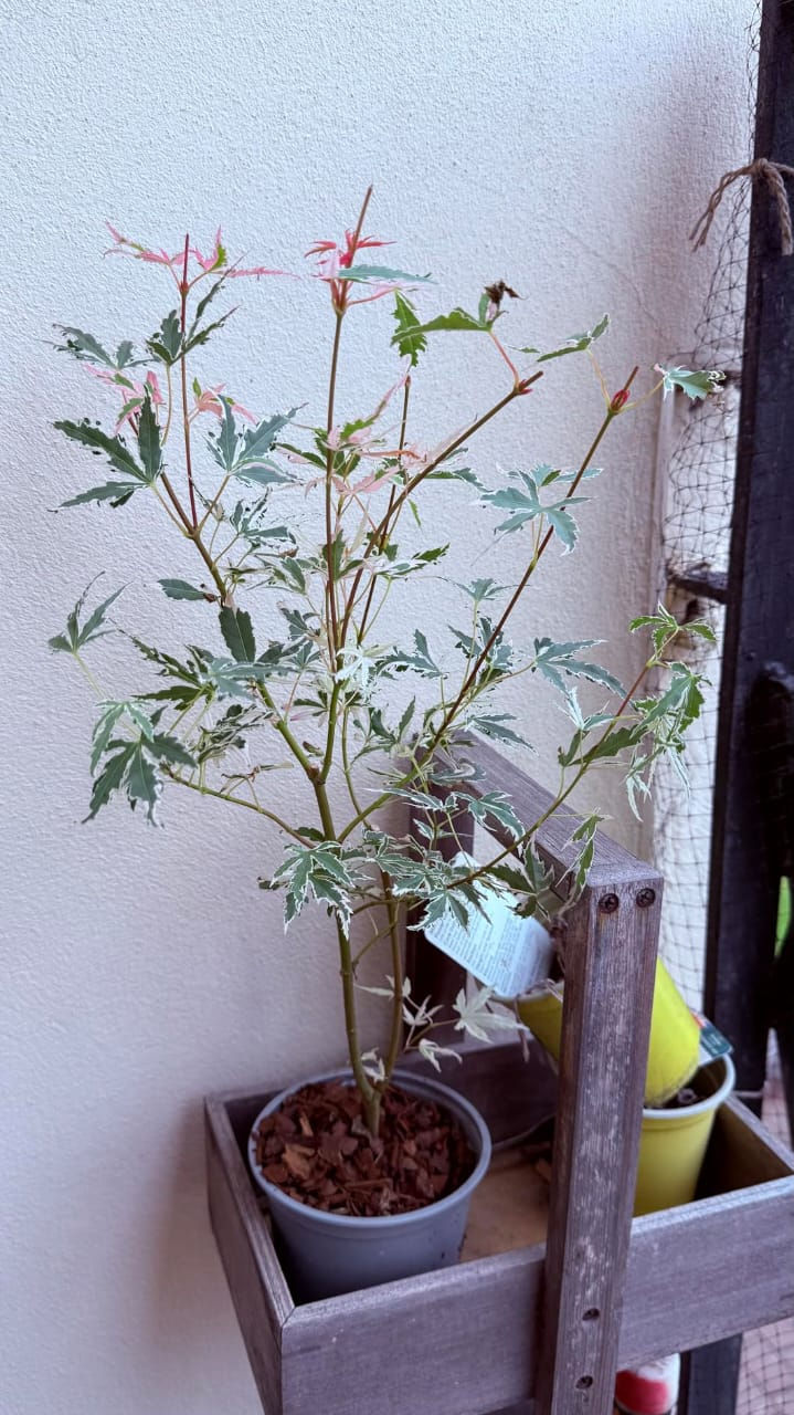 Thumbnail: Acer palmatum Taylor - Japanese Maple Tree | 20-30cm incl. Pot