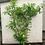 Thumbnail: 20x 7-8ft INSTANT Hedge Cherry Laurel Healthy Established Evergreen