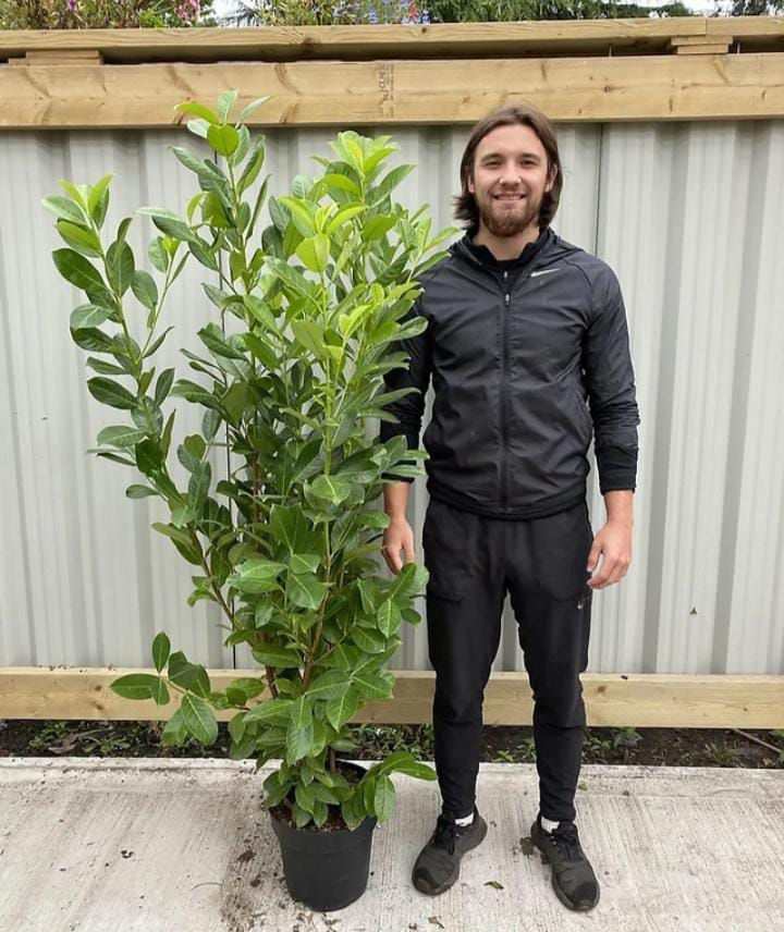 6x 5-6ft Potted Cherry Laurel Hedge Plants