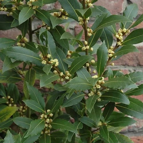 3 X LAURUS 'NOBILIS' EVERGREEN AROMATIC SHRUB BAY LAUREL TREE HARDY HERB PLANT