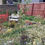 Thumbnail: Braeburn' Apple Tree 4-5ft Self-Fertile, Ready to Fruit, Crisp & Aromatic in 6L