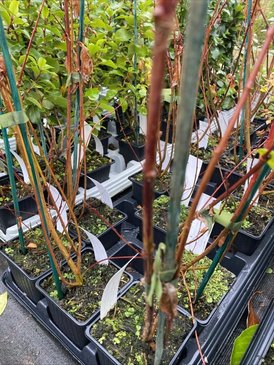 Thumbnail: Salix Flamingo Willow Tree Plant Standard 'Integra' Winter Hardy in 9cm Pot