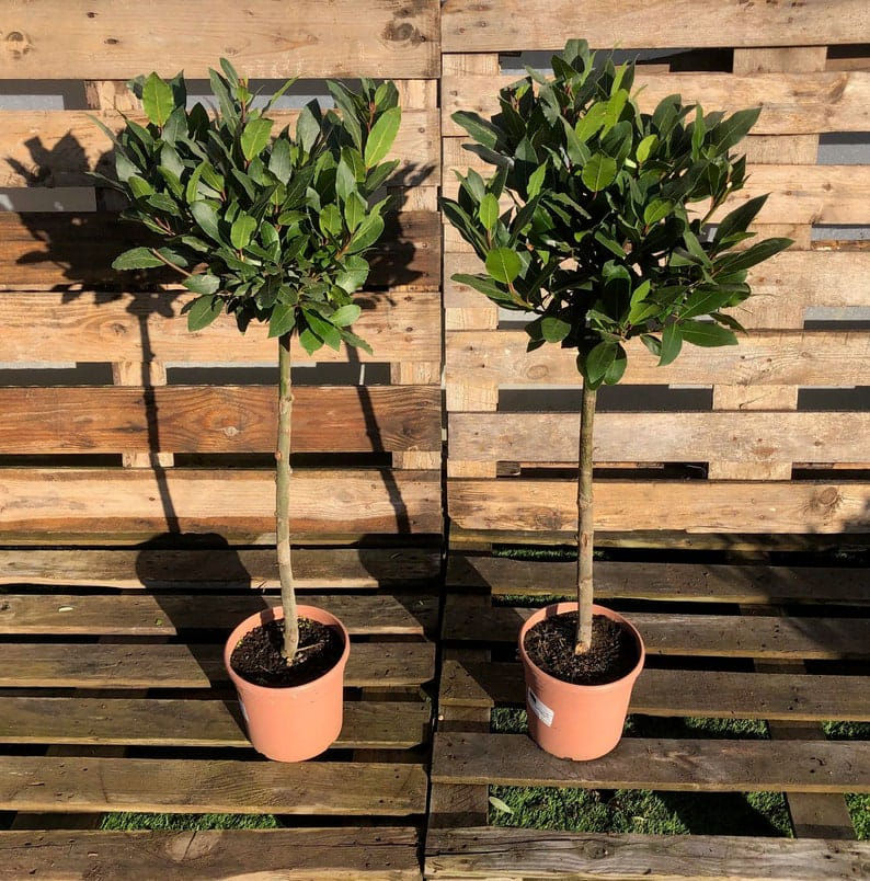 Pair of Bay Tree Standard Trees, 70-80cm Tall
