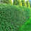 Thumbnail: Green Privet Hedging 2-3ft Evergreen Plants Ligustrum Ovalifolium Potted