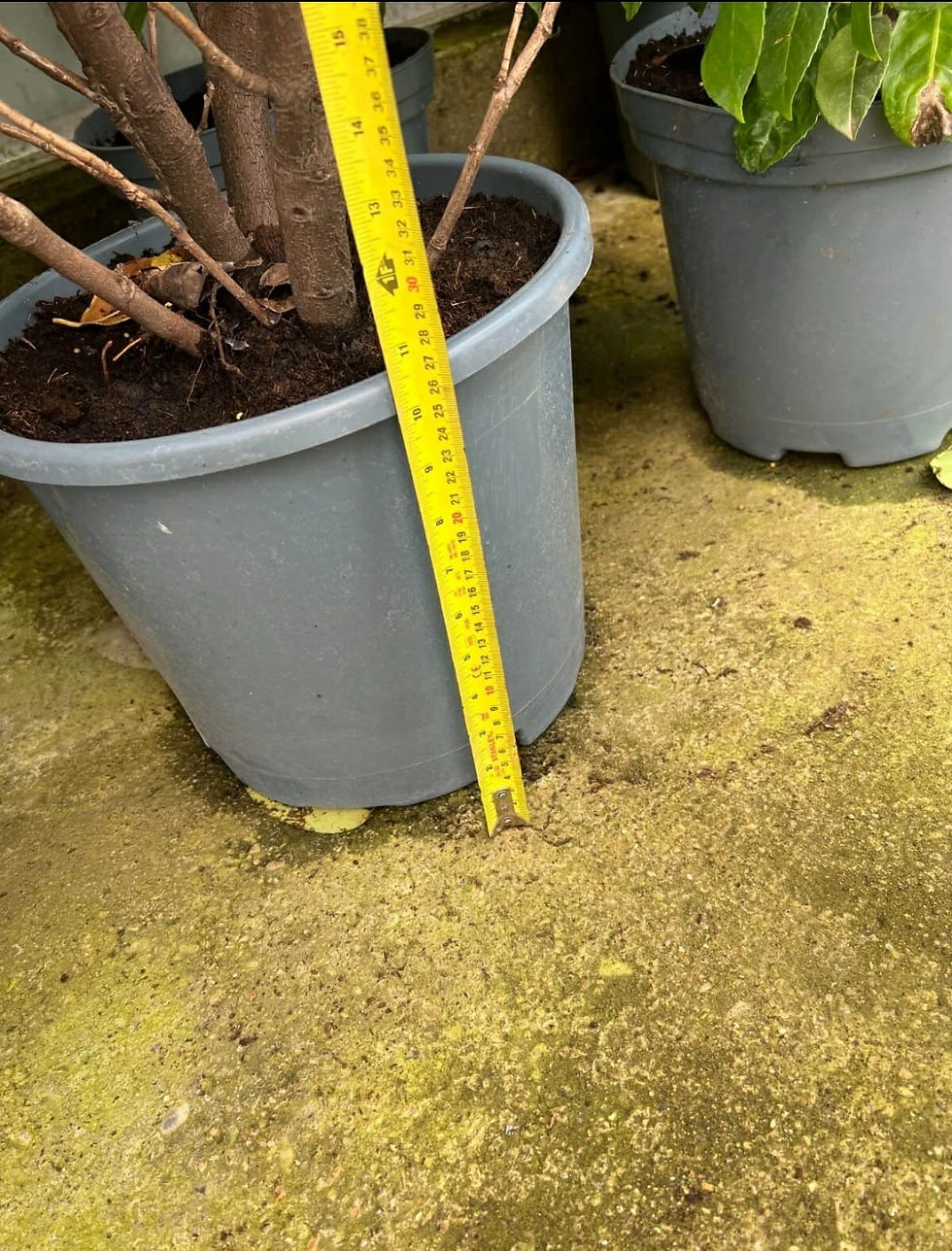 Thumbnail: 20x 6-7ft INSTANT Hedge Cherry Laurel Healthy Established Evergreen