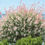 Thumbnail: Salix Flamingo Willow Tree Plant Standard 'Integra' Winter Hardy in 9cm Pot