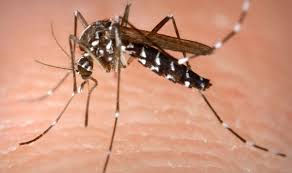 West Nile, da inizio anno 173 casi e 11 decessi in Italia