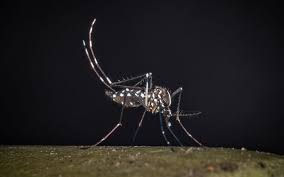 Due nuovi casi di West Nile nel Lazio, 46 complessivi. Morto un 86enne a Latina