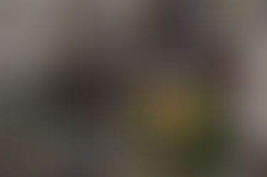 Auto investe diversi passanti durante la parata del Liverpool, due feriti gravi. Starmer “Incidente scioccante”