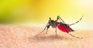 Iss, salgono a 275 i casi confermati di West Nile in Italia. 19 decessi
