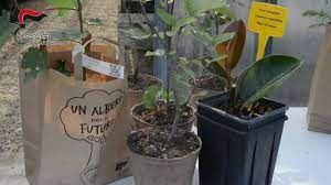 Carabinieri forestali, per Giornata Alberi 5000 piante in 1000 località