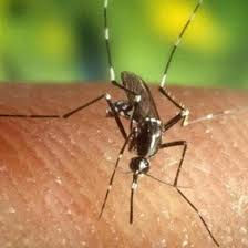 West Nile, 21 nuovi casi nel Lazio