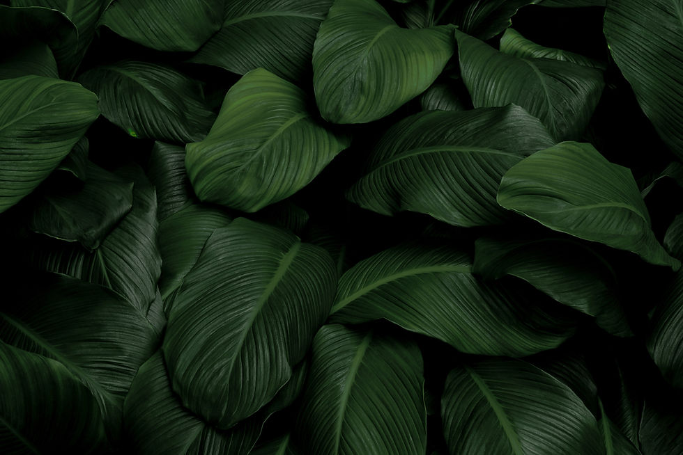 Bs Botanic plantas.jpeg