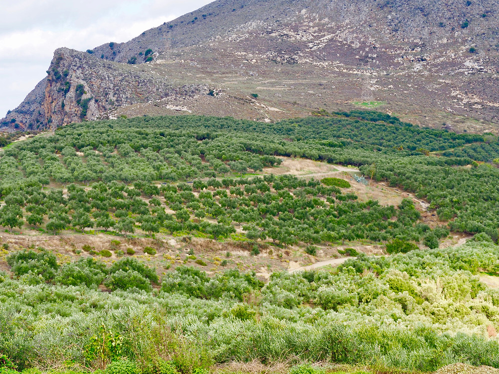 Biolea Olive Trees