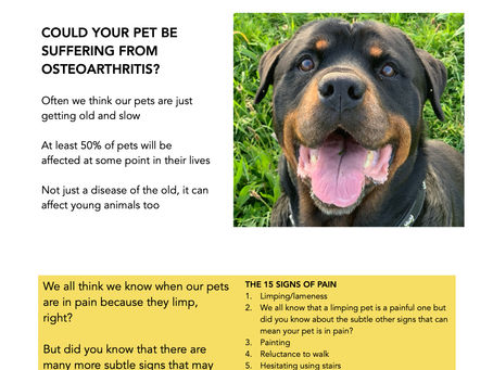 Could your pet be hiding their pain?