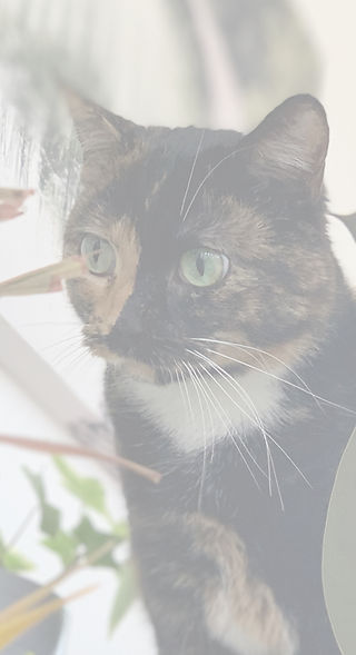 carevet-wirral-vaccination