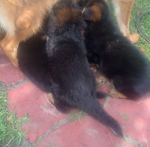 West German Shepherd Female Puppy