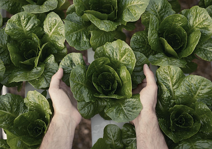 crop-gardener-with-green-lettuce-2022-11-23-00-44-29-utc_edited.jpg